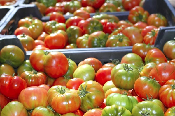 Tomates no mercado raff tomate vegetal — Fotografia de Stock