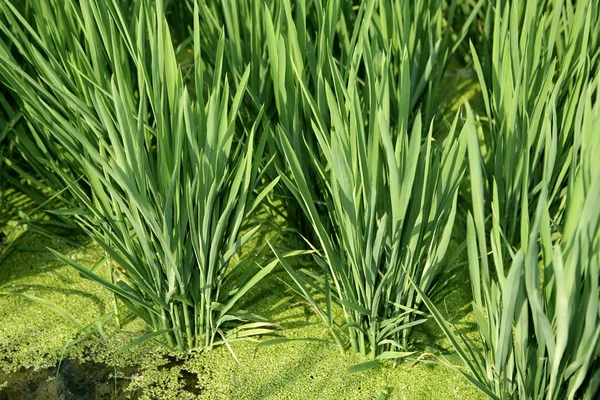 스페인 쌀 필드 녹색 초원 — 스톡 사진