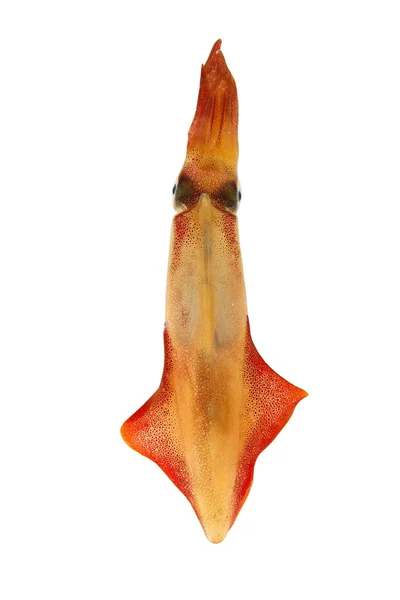 Lebender Tintenfisch Meeresfrüchte isoliert auf weiß — Stockfoto