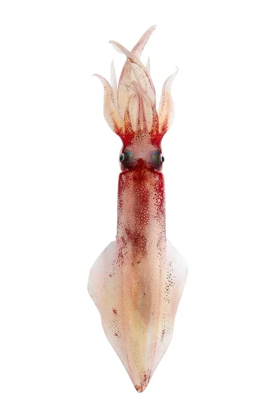 Lebender Tintenfisch Meeresfrüchte isoliert auf weiß — Stockfoto