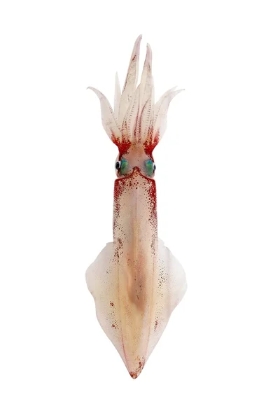 살아있는 오징어 해산물 흰색 절연 — 스톡 사진