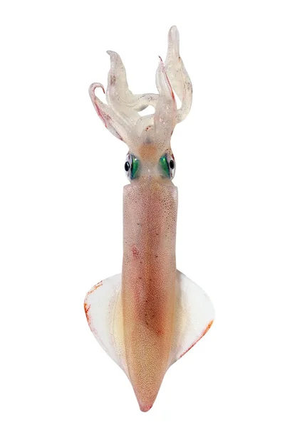 Calamari vivi frutti di mare isolati su bianco — Foto Stock