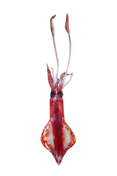 Calamari vivi frutti di mare isolati su bianco — Foto Stock