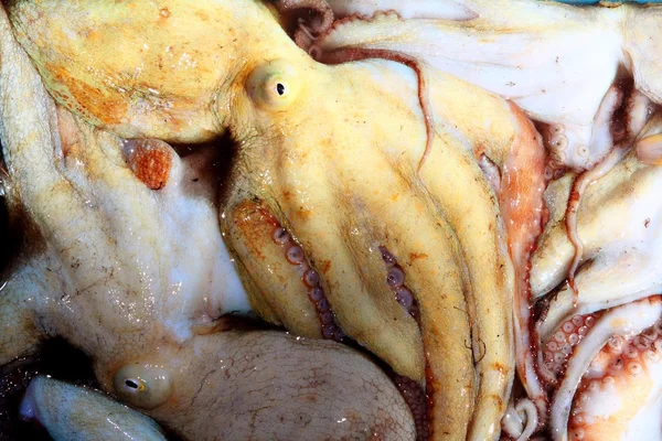 Chobotnice úlovek vzorek ze Středozemního moře — Stock fotografie