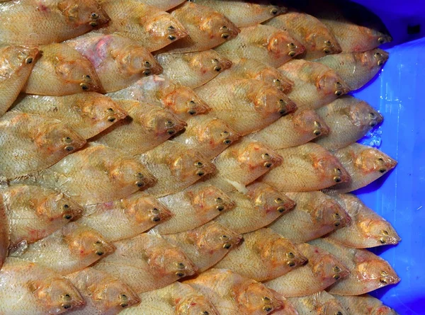Arnoglossus laterna scaldfish fisk arrangemang — Stockfoto