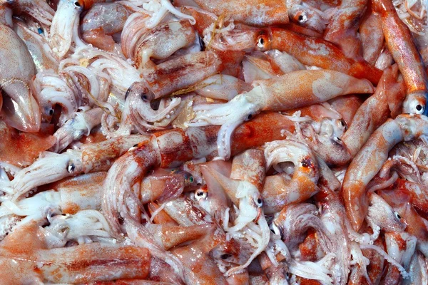 Calamar de Totena Ommastrephes sagittatus fruits de mer — Photo
