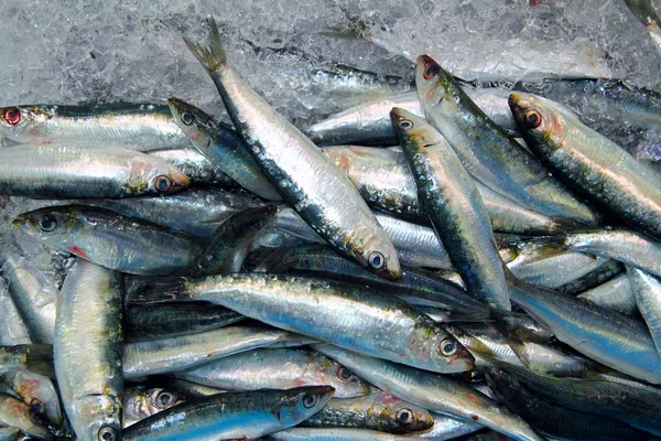 Pescado fresco de sardina en el mercado del mar helado —  Fotos de Stock