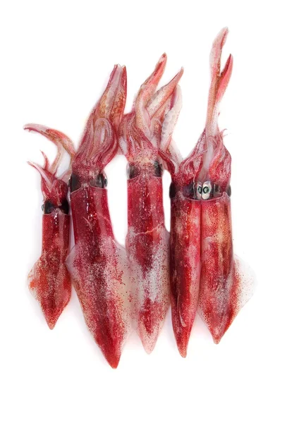 Φρέσκα καλαμάρια loligo vulgaris θαλασσινά πιάσει — Φωτογραφία Αρχείου