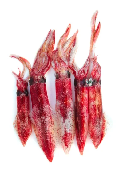 Calamar fresco Loligo vulgaris pesca de mariscos —  Fotos de Stock