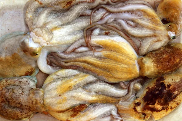Chobotnice nebo sépie vzorek rybářských úlovků — Stock fotografie