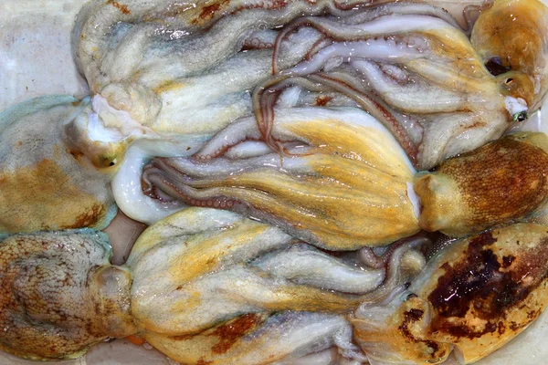 Chobotnice nebo sépie vzorek rybářských úlovků — Stock fotografie