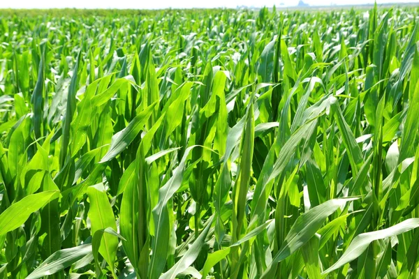 Zemědělství kukuřice rostliny polí zelené plantáž — Stock fotografie