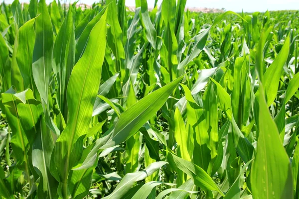 Agricultura plantas de milho campo plantação verde — Fotografia de Stock