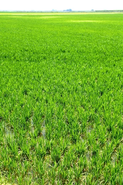 Agricultura campo de arroz perspectiva na espanha Valencia — Fotografia de Stock