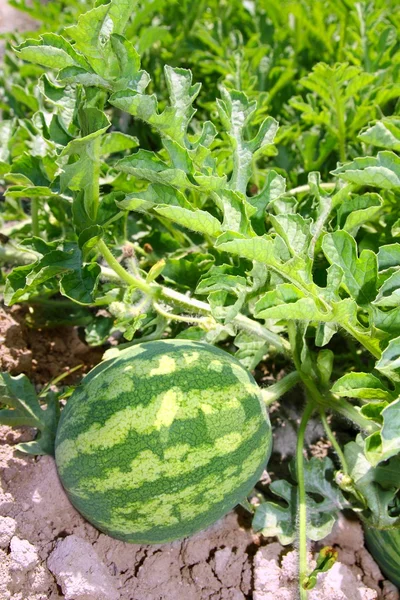 Agricultura melancia campo grande fruta melancia — Fotografia de Stock