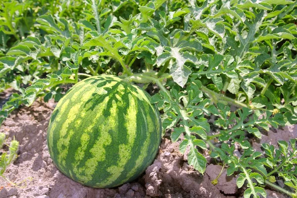 stock image Agriculture watermelon field big fruit water melon