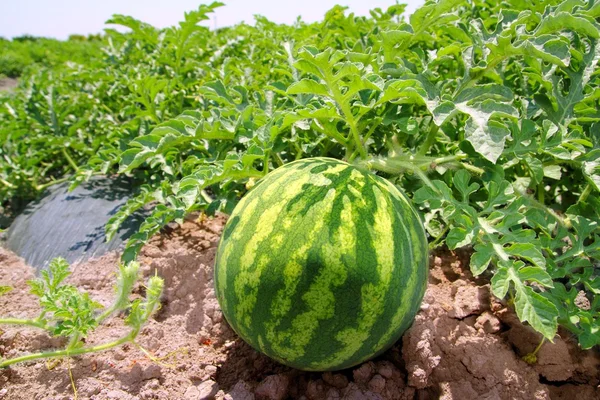 Agriculture watermelon field big fruit water melon — Stock Photo, Image