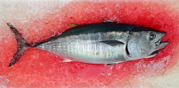 Roter Thun thunnus thynnus Meerwasserfisch — Stockfoto
