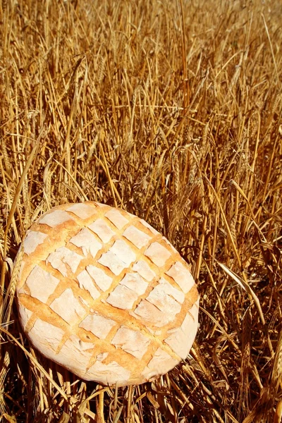 Bread bun round on golden wheat straw — Stock Photo, Image