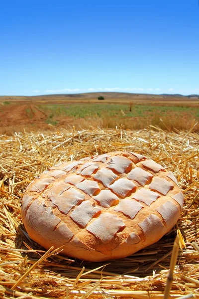 Pan redondo sobre paja de trigo dorado — Foto de Stock