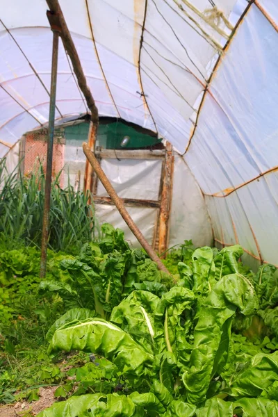Home garden chard vegetables greenhouse — Stock Photo, Image