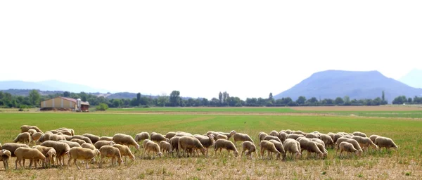 羊の群れ放牧草原草フィールド — ストック写真