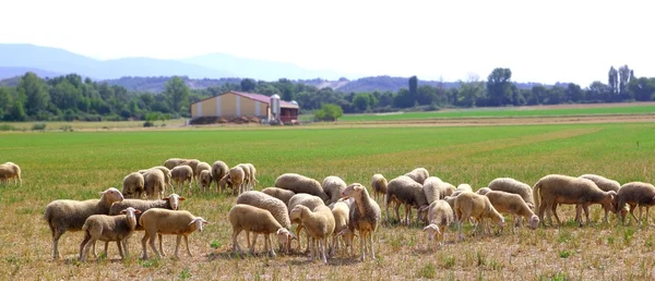 Owca stado wypas łąka w pole trawa — Zdjęcie stockowe