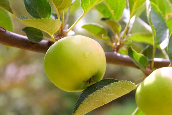 リンゴの緑のフルーツの木の枝 — ストック写真