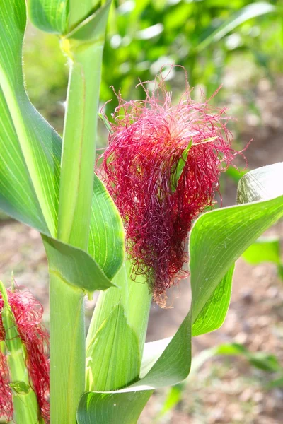 トウモロコシの穂軸植物赤髪 — ストック写真