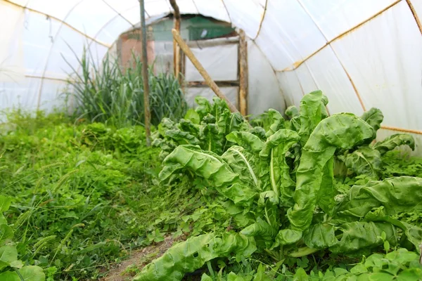 Greenhouse little familiar backyard chard — Stock Photo, Image