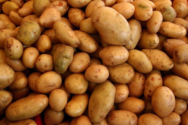 Many potatoes vegetable pattern background