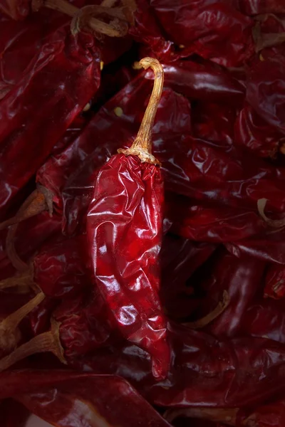 Guajillo chili acacia berlandieri torkade peppar — Stockfoto