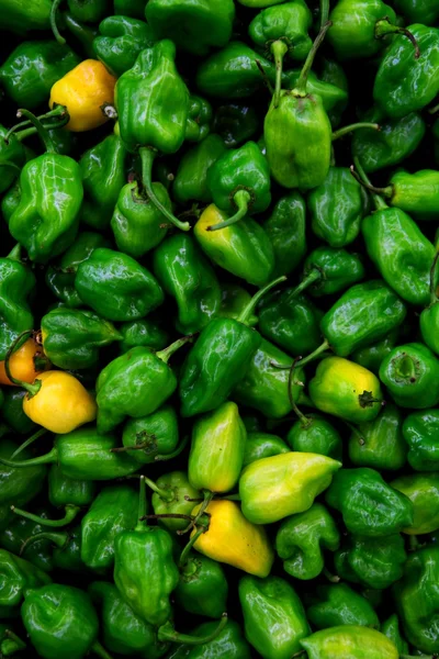 Habanero chili hot pepper in the world — стоковое фото