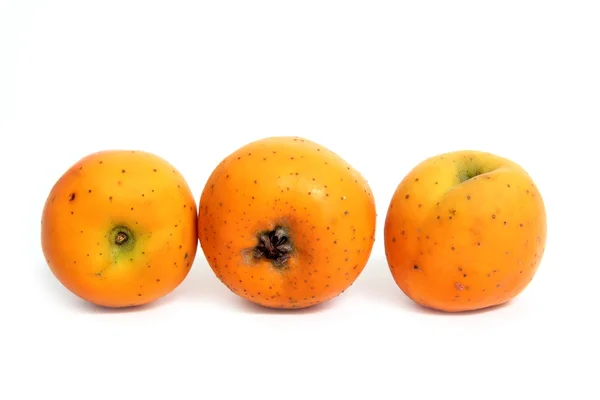 Tecojote vintern frukt crataegus pubescens stipulacea — Stockfoto