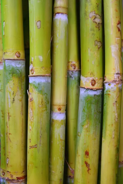 Canna di bambù cibo zucchero verde tronchi — Foto Stock