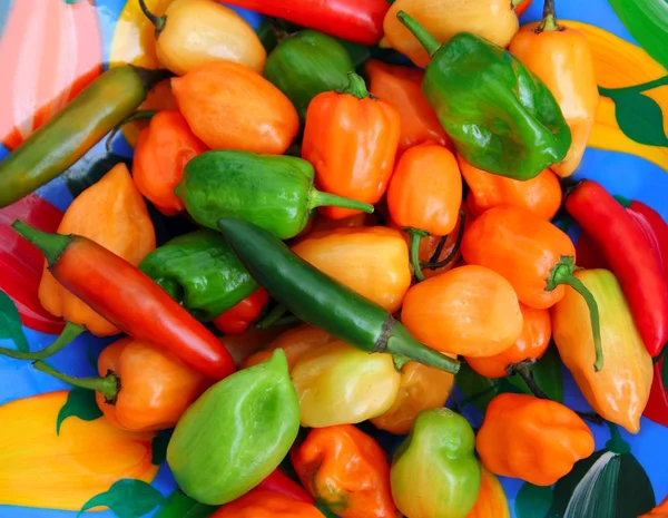 Chili Habanero Serrano hot mexican peppers — Stock Photo, Image