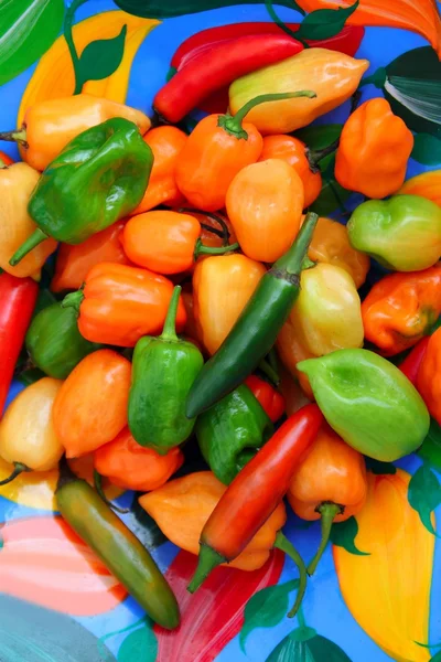 Chilli habanero serrano horké mexické rozchodníky — Stock fotografie