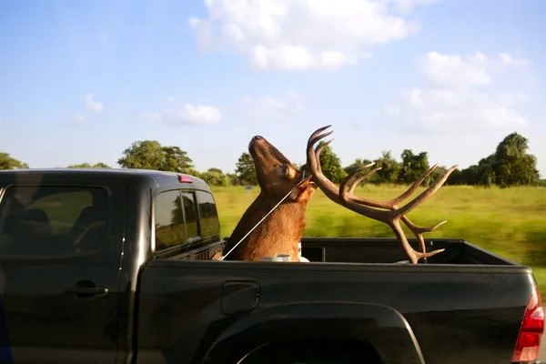 Étrange cerf taxidermiste tête sur cargo van — Photo