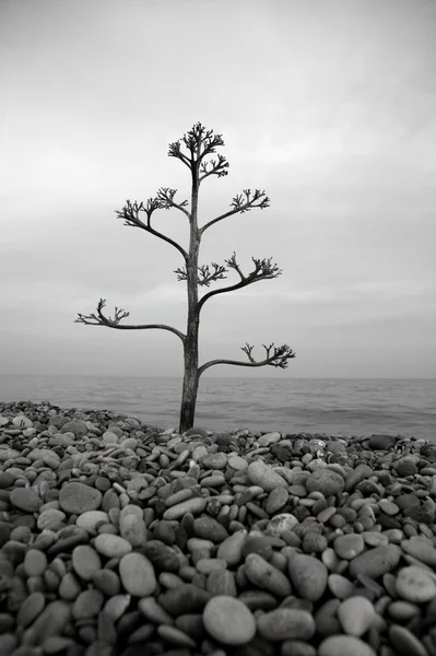 Agave tree on a rolling stone beach — Stock Photo, Image