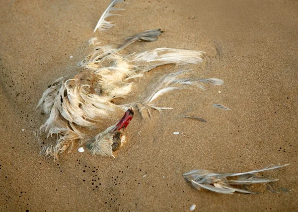 Mrtvý Racek v písku, ekologie — Stock fotografie