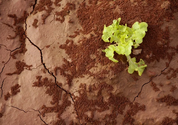 Surto de alface verde sobre chão de argila vermelha — Fotografia de Stock