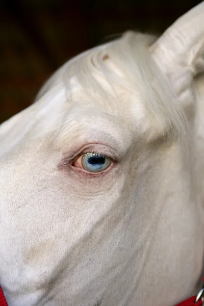 Detalhe macro olho azul de um cavalo branco — Fotografia de Stock