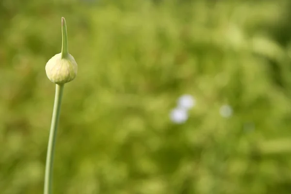 Flor de cebolla brote cerrado sobre fondo verde — Foto de Stock