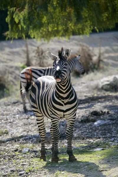 Zebra lacht, lustiges Tierbild — Stockfoto
