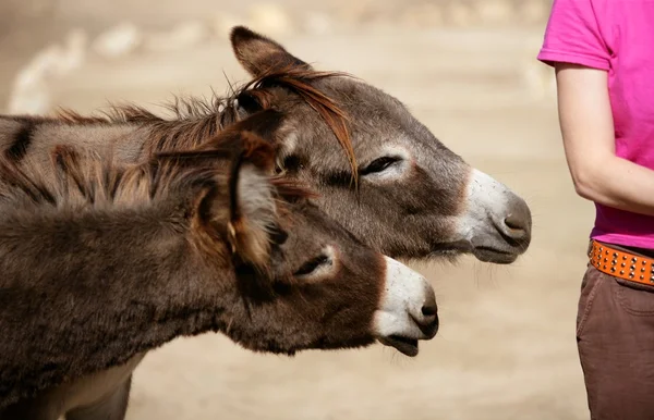 Engraçado dois burro quer morder ou beijar uma mulher — Fotografia de Stock