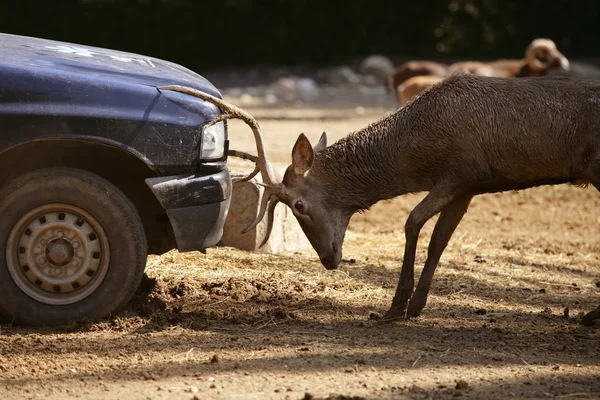 Cervi che combattono con un'auto, combattimenti di potenza — Foto Stock