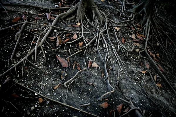 Raízes de árvores negras escuras sobre a superfície, terror — Fotografia de Stock