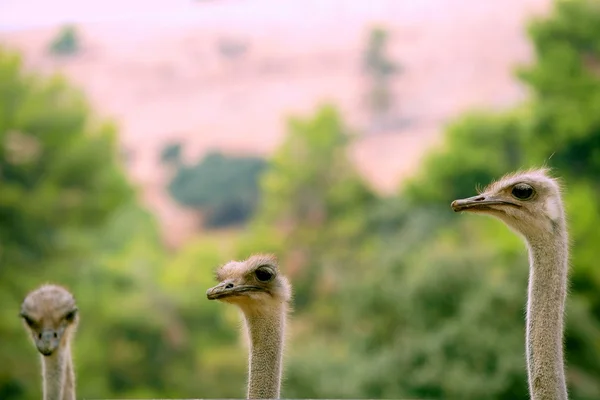 Africano tres retrato de avestruz, familia divertida —  Fotos de Stock