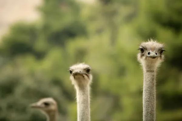 Afrikaanse drie struisvogel portret, grappige familie — Stockfoto