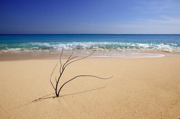 Κοραλλιογενείς ακόμα μακροεντολή στην Καραϊβική άμμο — Φωτογραφία Αρχείου